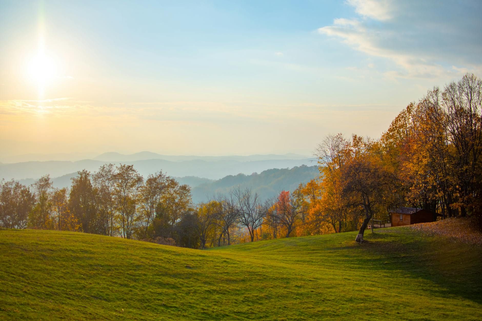 Sunlit treetops in a Kentucky forest.