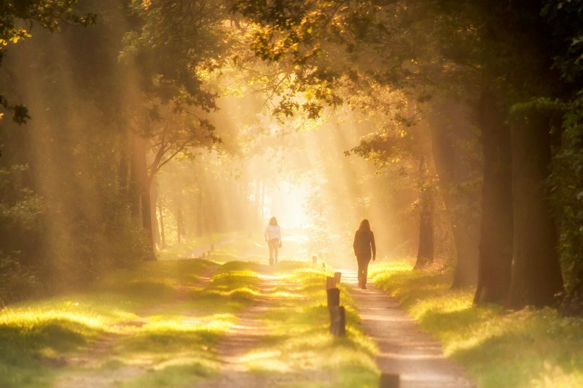 Two people walking together on a sunlit golden forest path