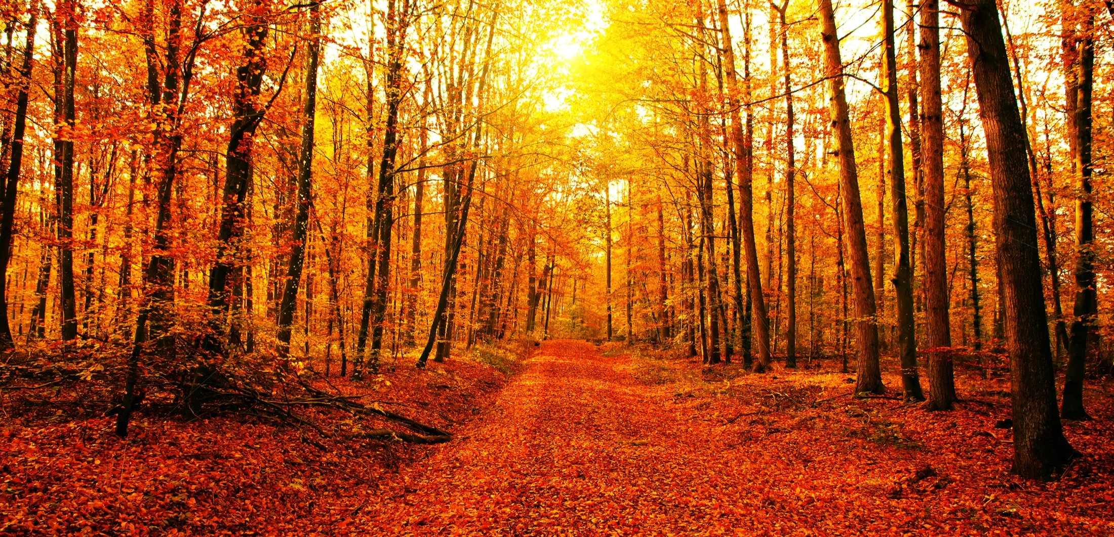 A leaf-covered path winding through autumn woods.