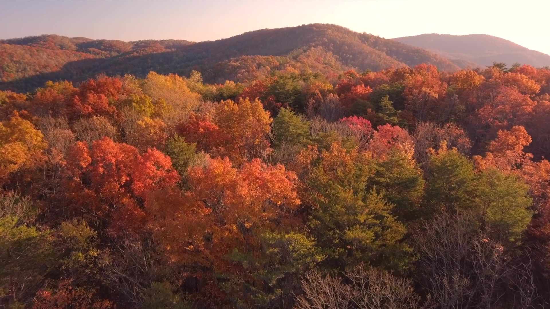 Aerial view of an autumn forest in Kentucky.