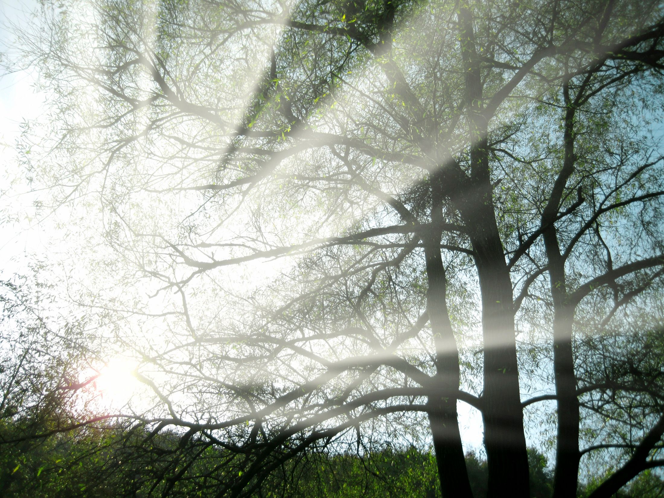 Morning light through a stand of trees in soft mist