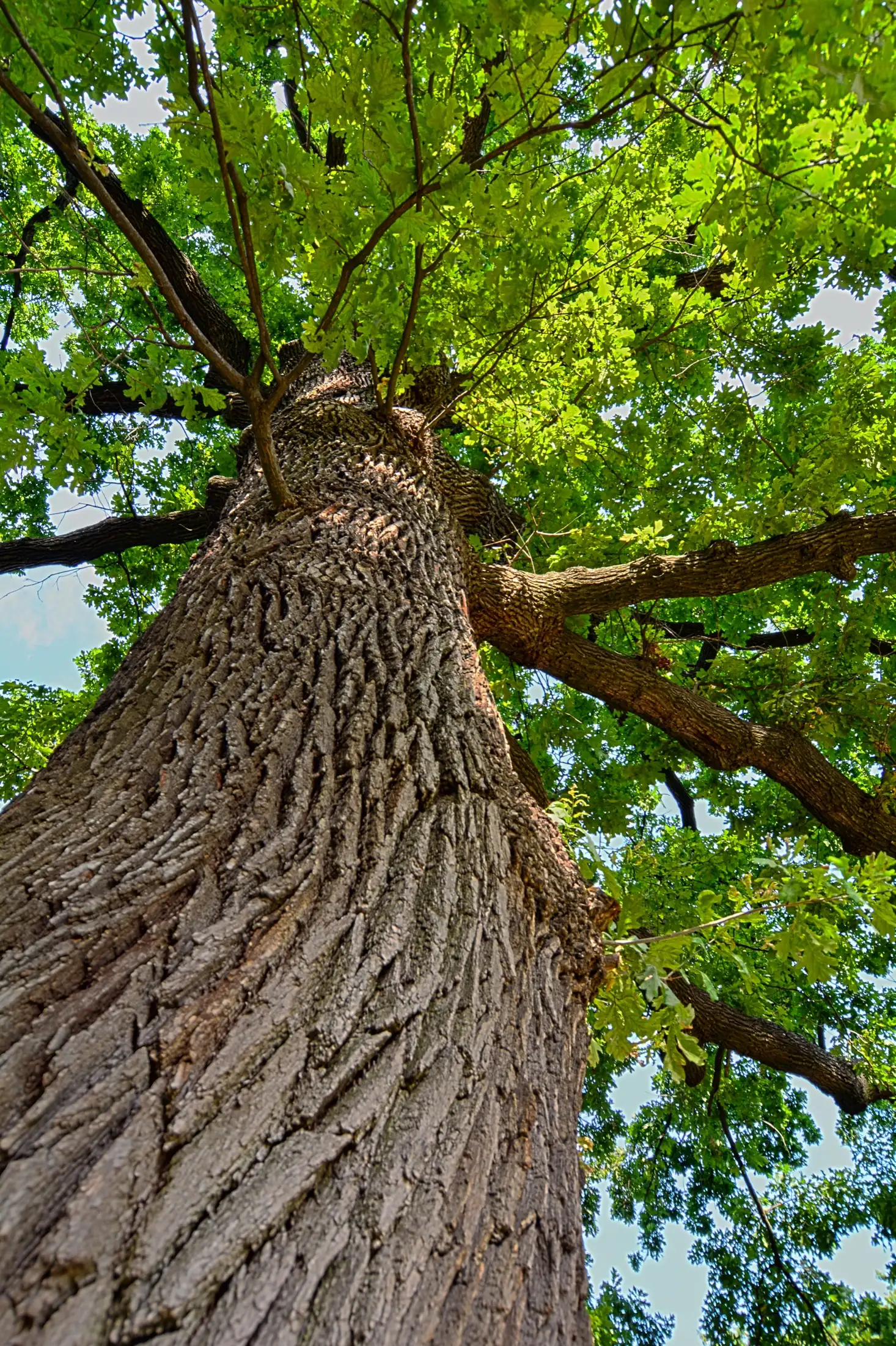 Sunlight through an oak canopy in a Kentucky forest.