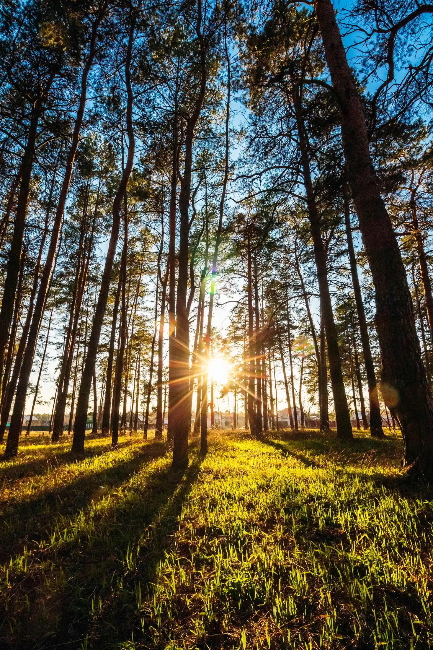 Sunrise light through pine trees.