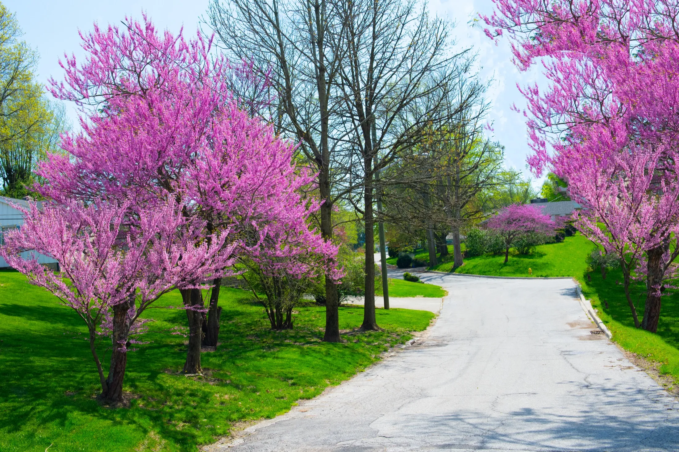 A path through blossoming redbud trees in early spring.